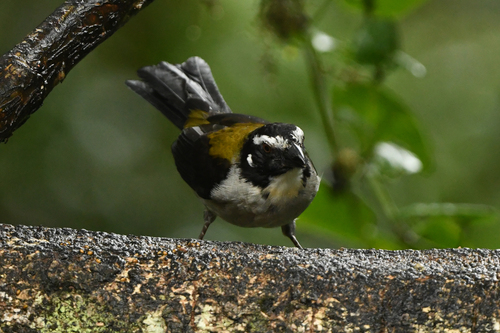 Black-winged Saltator (Saltator atripennis), photo 8