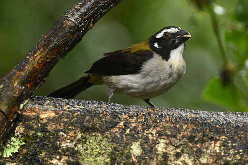 Black-winged Saltator (Saltator atripennis), photo 9