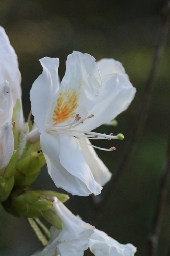 Image of Rhododendron championiae by no rights reserved