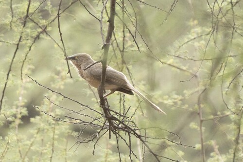 Large Grey Babbler (Argya malcolmi), photo 10