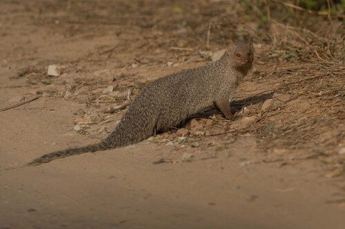 Indian Gray Mongoose
