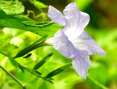 Ruellia intermedia