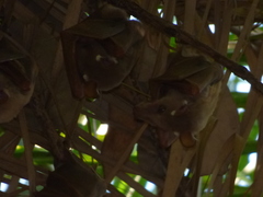 Epomophorus crypturus