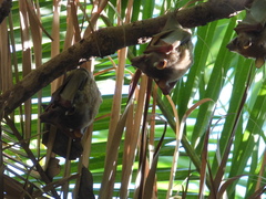 Epomophorus crypturus