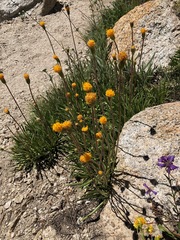 Raillardella scaposa