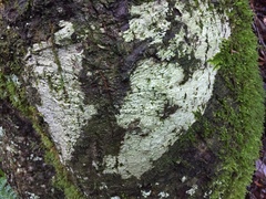 Nadvornikia sorediata