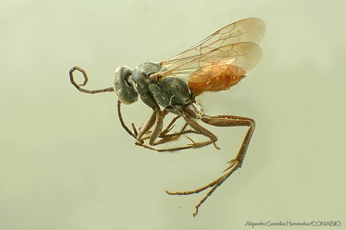 Ageniella partita · iNaturalist