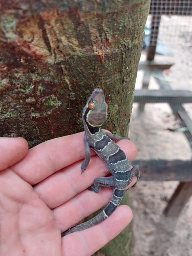 Banded Leaf-toed Gecko
