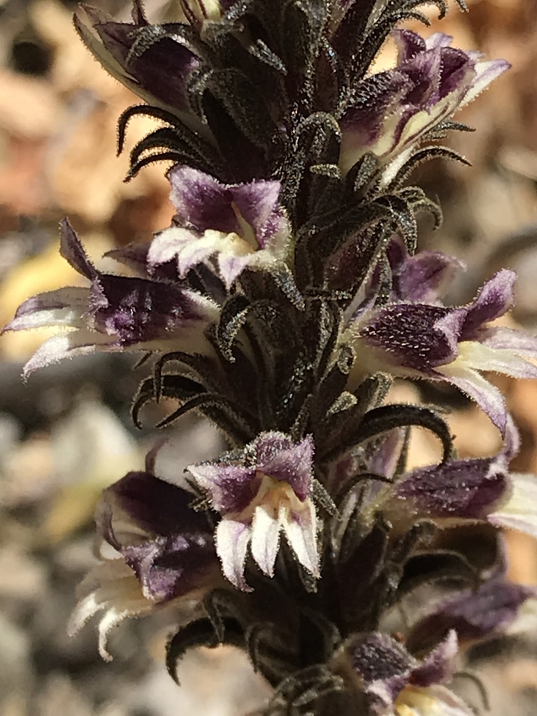 Rock Creek broomrape
