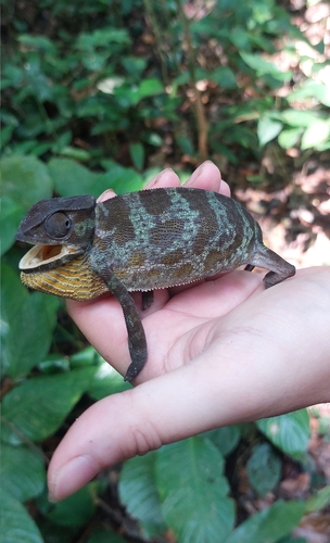 Graceful Chameleon
