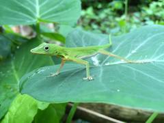 Anolis chloris