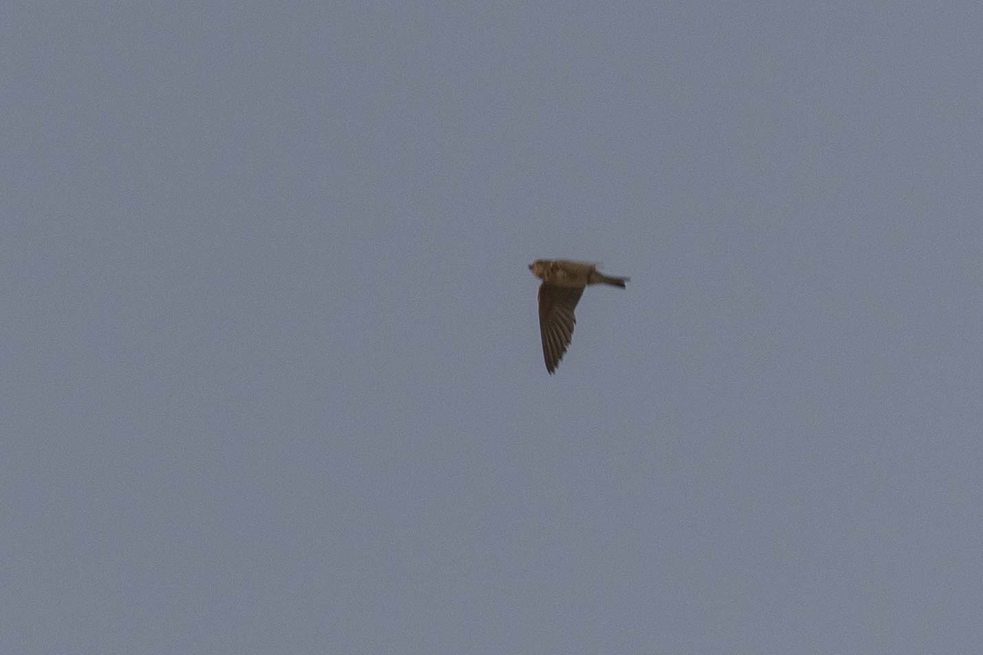 Streak-throated Swallow (Petrochelidon fluvicola), photo 7