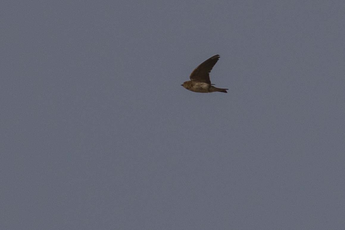 Streak-throated Swallow (Petrochelidon fluvicola), photo 8