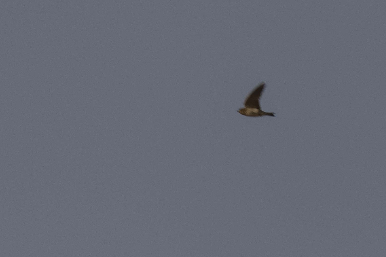 Streak-throated Swallow (Petrochelidon fluvicola), photo 6