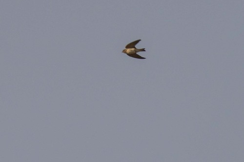 Streak-throated Swallow (Petrochelidon fluvicola), photo 7