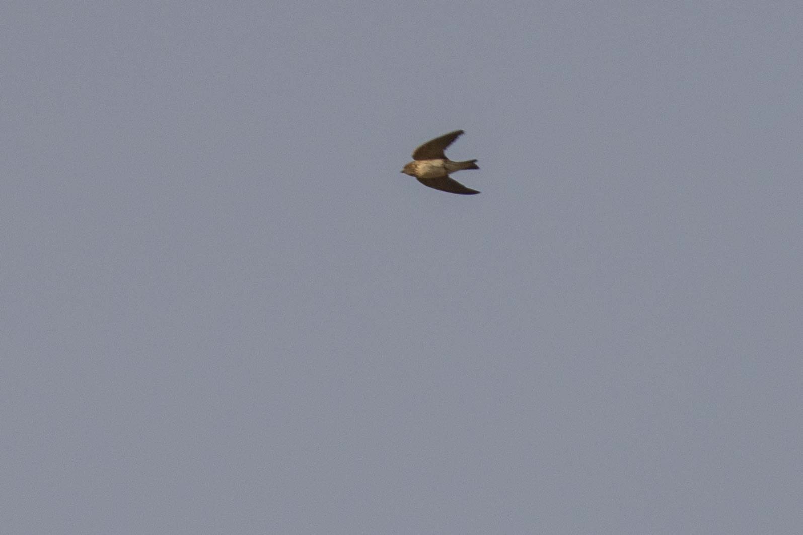 Streak-throated Swallow (Petrochelidon fluvicola), photo 5