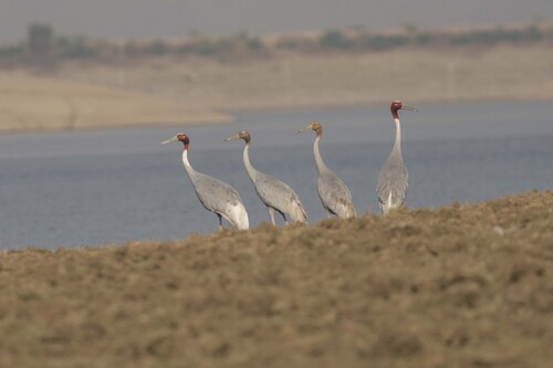 Sarus Crane (Antigone antigone), photo 6