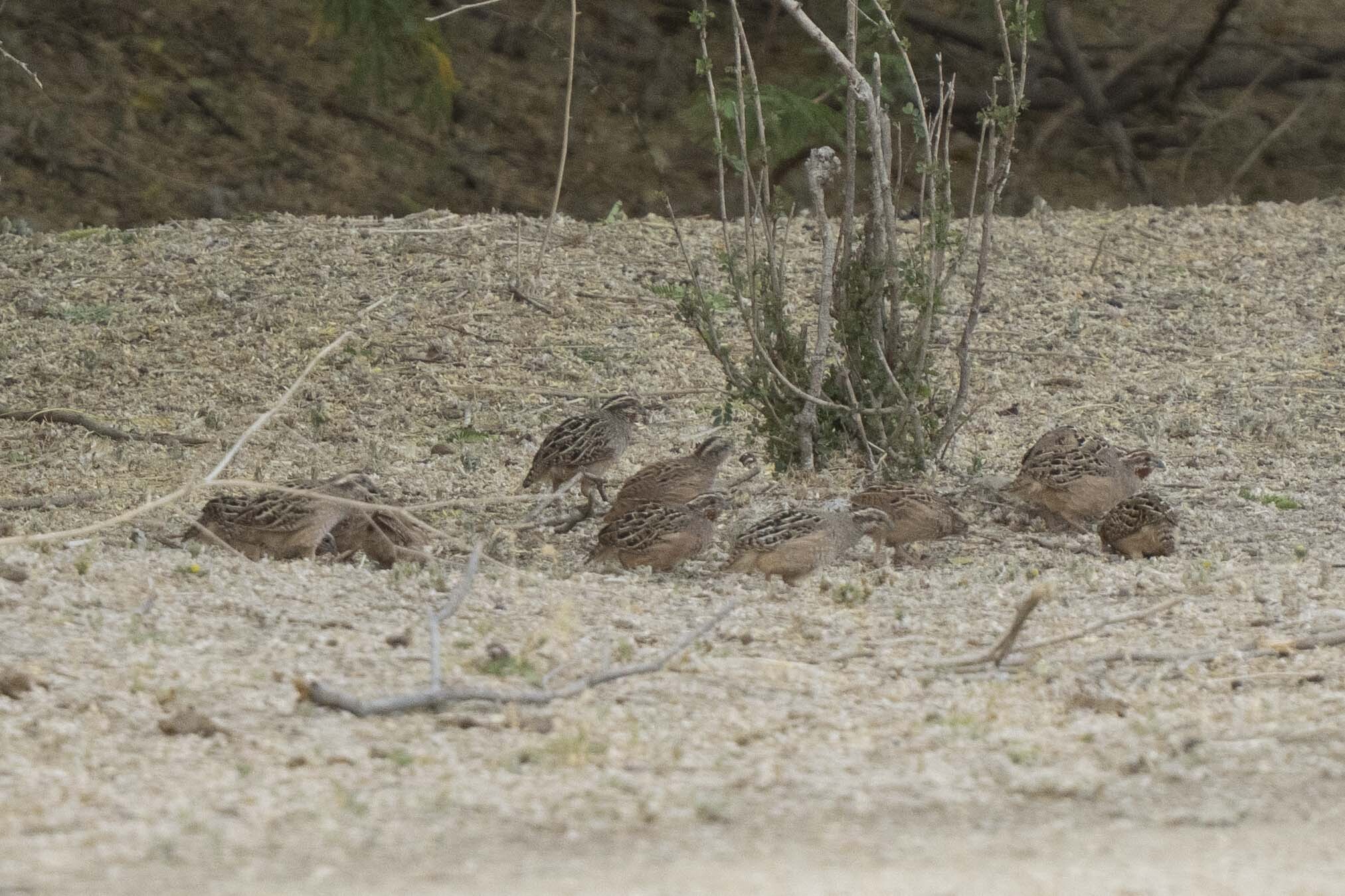 Jungle Bush Quail (Perdicula asiatica), photo 1