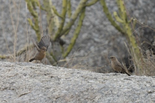 Brown Rock Chat (Oenanthe fusca), photo 5