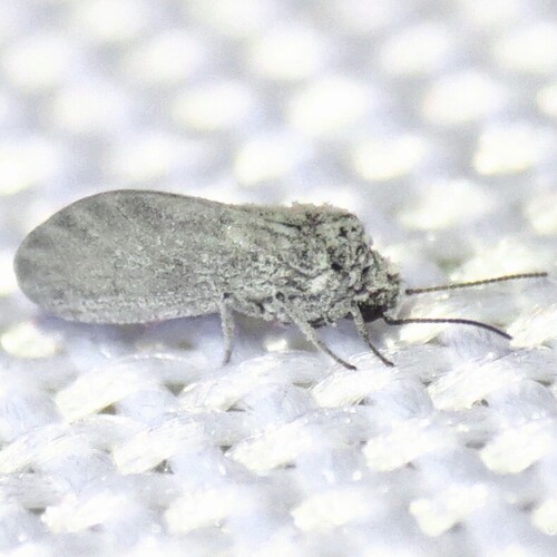 Aleuropteryx