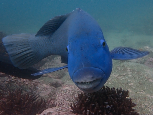 Blue groper (Achoerodus viridis) — Labridae — 5