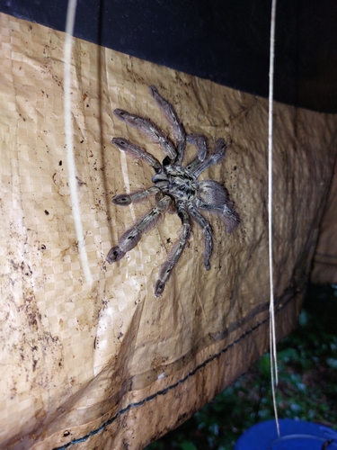 Featherleg Baboon Spider