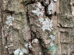 Lepra multipunctoides