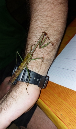 Plistospilota validissima