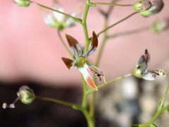 Nemacladus rubescens