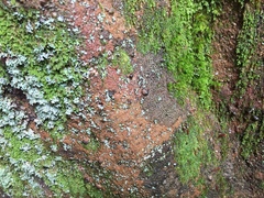 Rhizocarpon infernulum