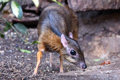 Javan Chevrotain