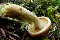Cortinarius citrinifolius