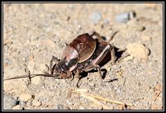 Cyphoderris