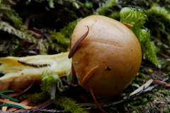 Cortinarius citrinifolius