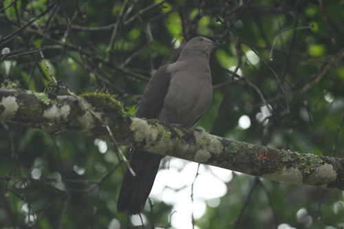 Plumbeous Pigeon (Patagioenas plumbea), photo 7