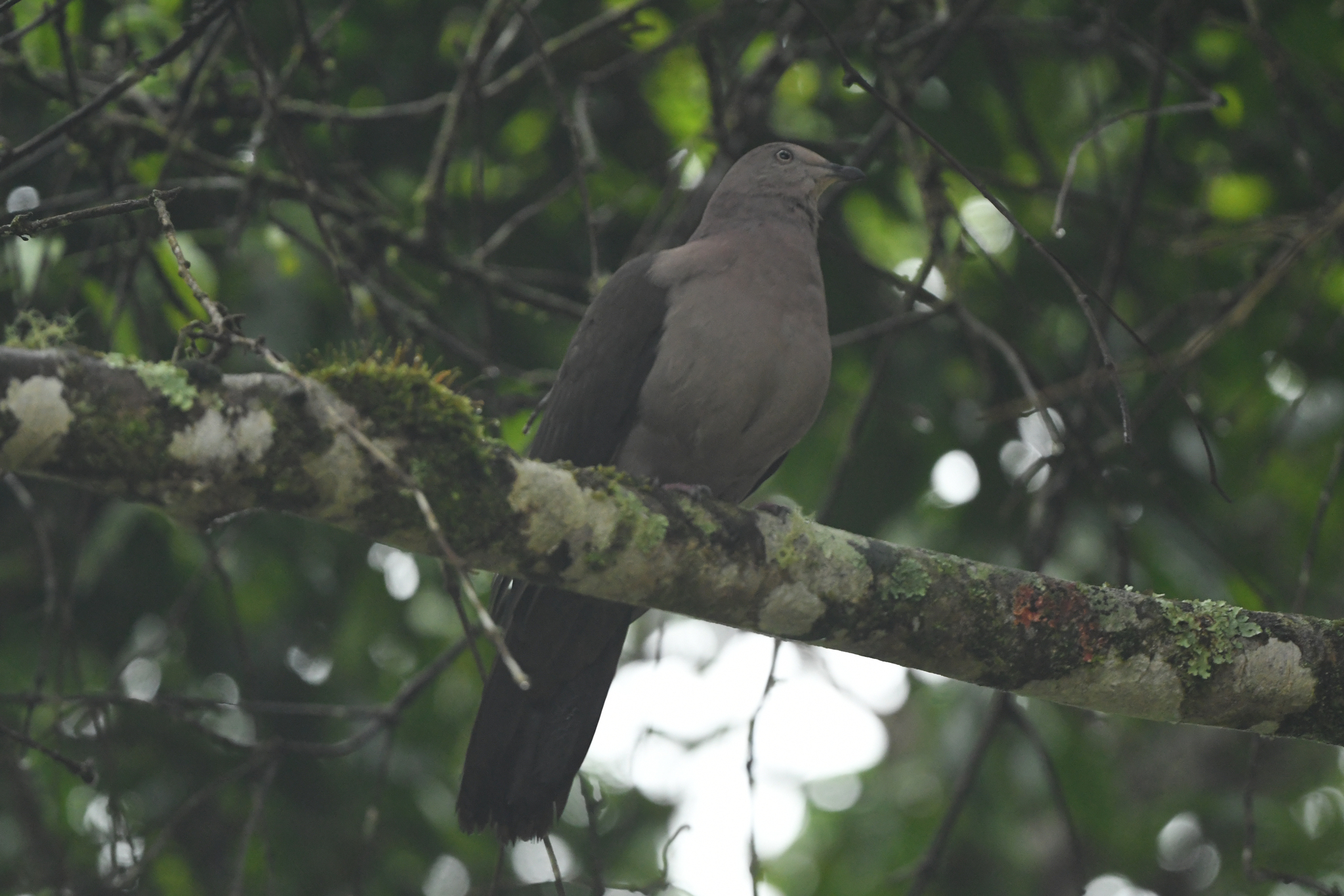 Plumbeous Pigeon (Patagioenas plumbea), photo 3