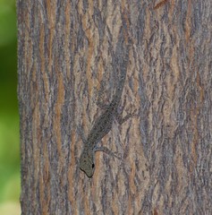 Lygodactylus chobiensis