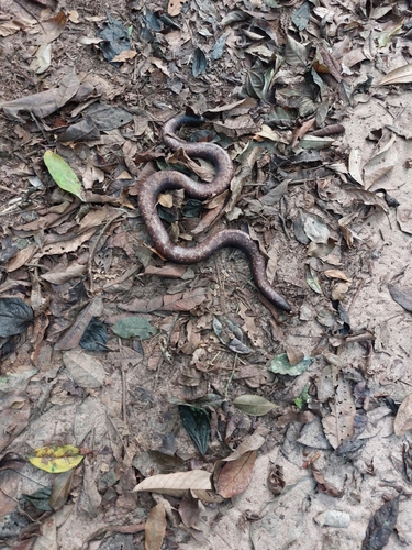 African Burrowing Python