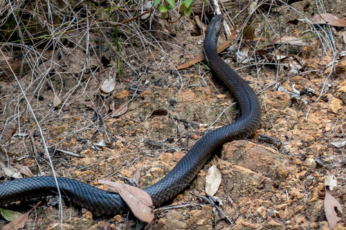 Eastern Brown Snake sighting