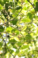 Cornus hongkongensis, photograph author not stated, no rights reserved