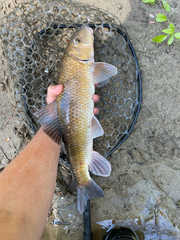 Notchlip Redhorse photo 4