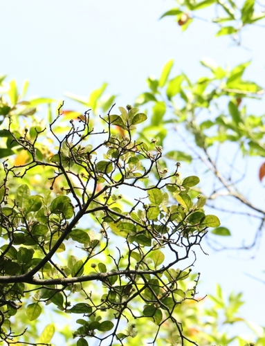 Cornus hongkongensis, photograph 3