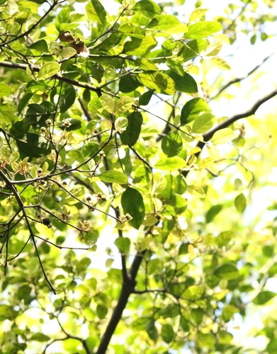 Cornus hongkongensis, photograph 4