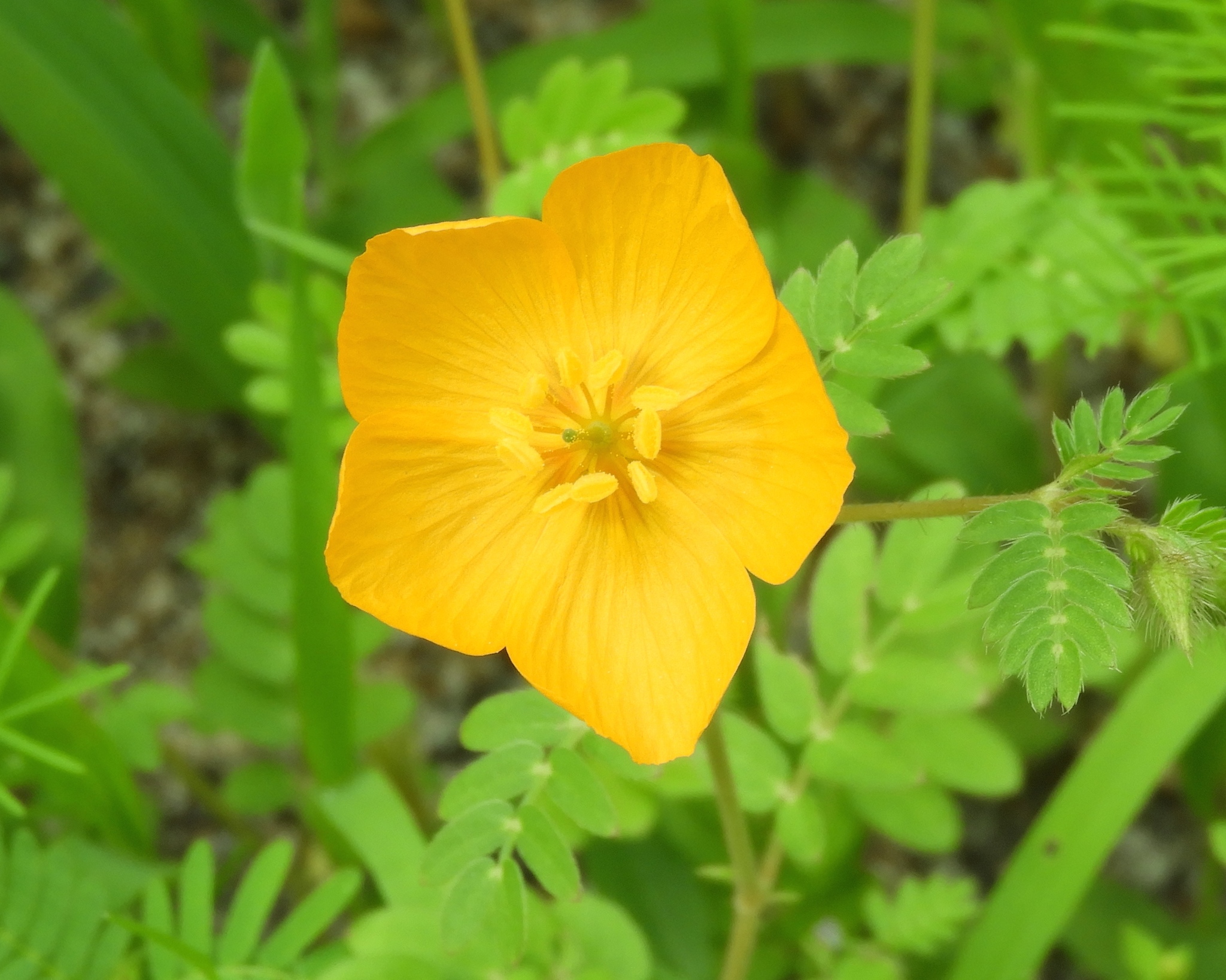 arizona poppy