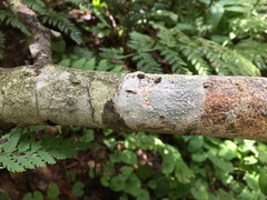 Lepra trachythallina