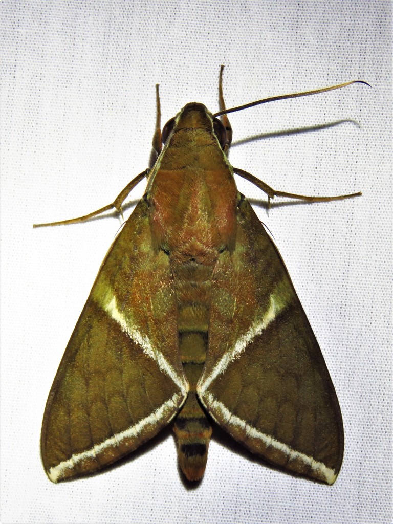 Nephele rectangulata