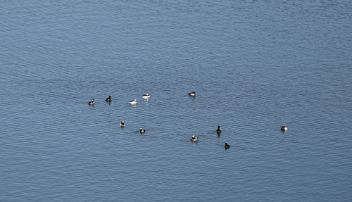 Bufflehead photographed in Indiana