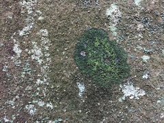 Micareopsis irriguata