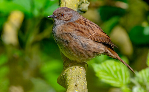 Foto de Dunnock