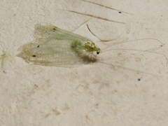 Leucochrysa insularis